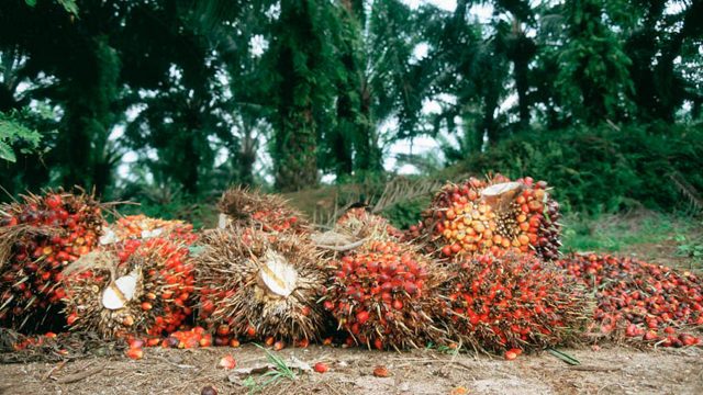 EQUITY REPORT:  OKOMU OIL PLC