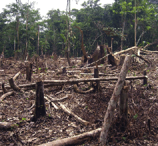 Land grabbing, deforestation: South East risks higher poverty level, experts raise alarm