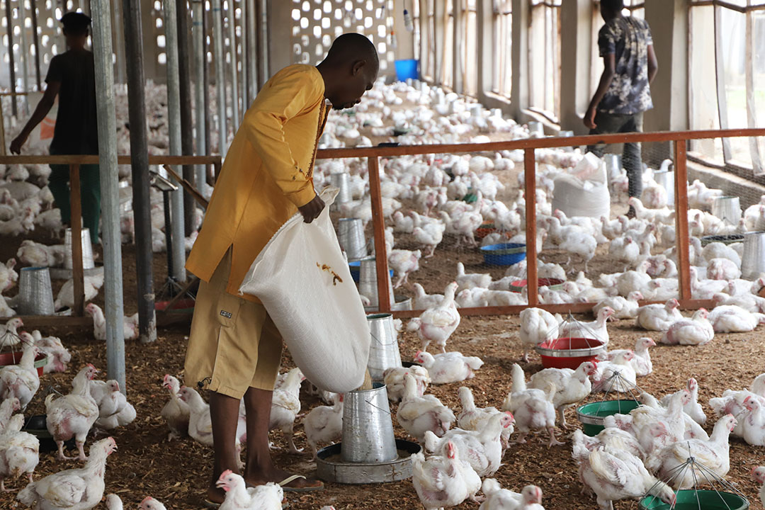 Starting a poultry farm in Nigeria