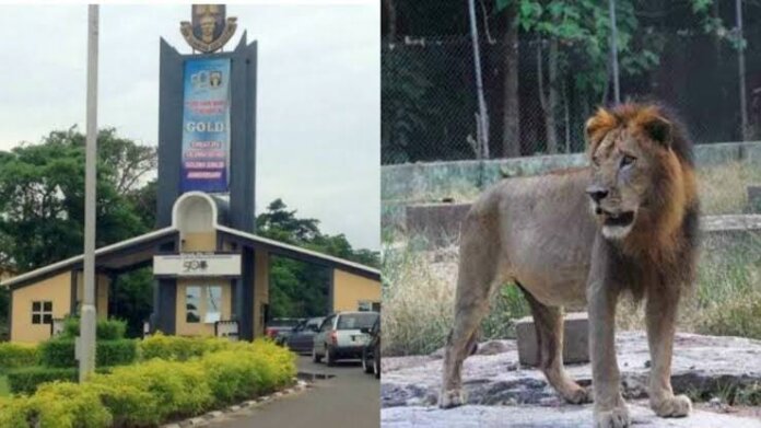 Lion