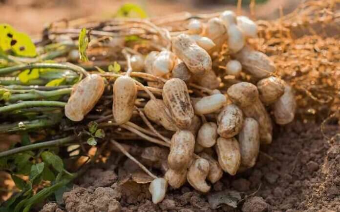 GROUNDNUT