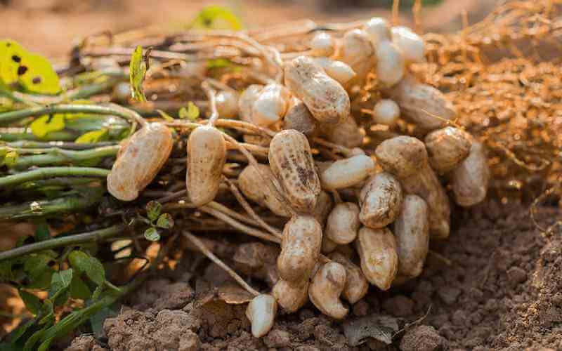 GROUNDNUT