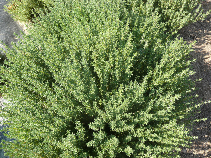 THYME