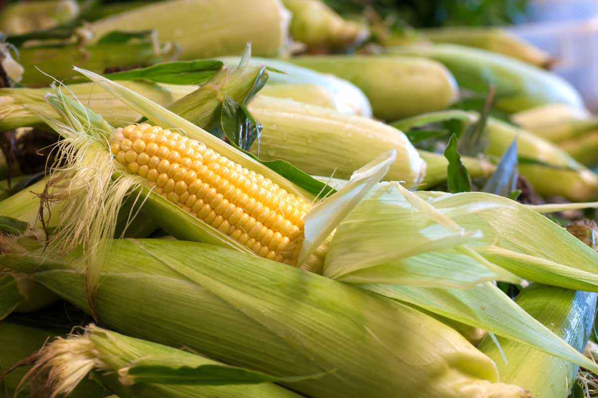 The rise of sustainable Sweet Corn farming in Nigeria