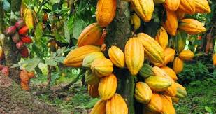 Organic Cocoa farming in Nigeria: A growing trend