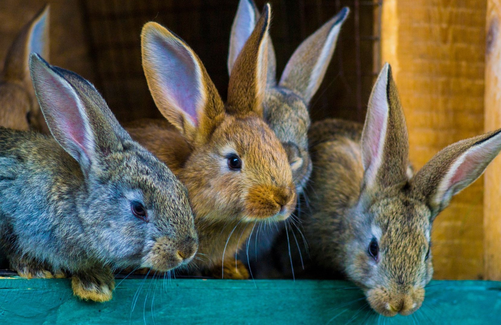RABBIT FARMING: A promising venture for sustainable livelihoods and agribusiness development