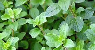 Unlocking the potential of Oregano Farming in Nigeria
