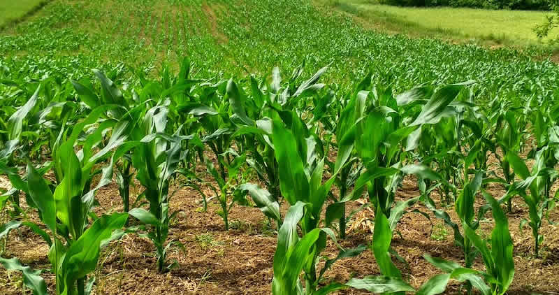Agriculture and agribusiness opportunities in Nigeria: A comprehensive guide