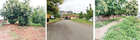 Local governance in coma: Weeds take over Osun LG secretariats as chairmen, workers desert offices three months on